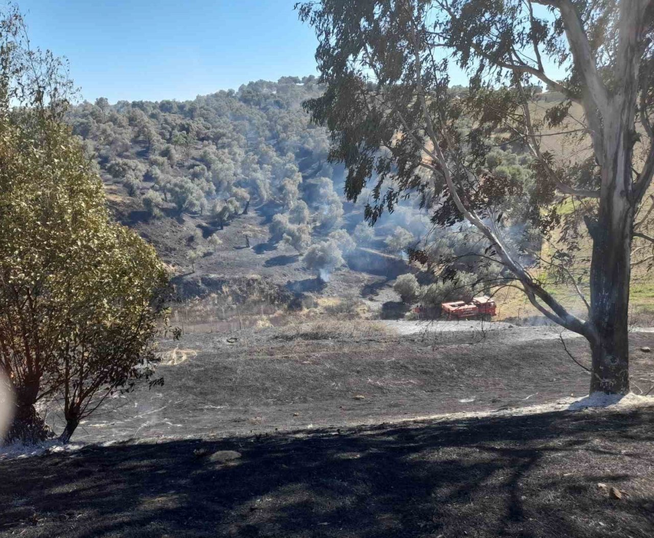 Aydın’da 1 günde 5 büyük yangın meydana geldi