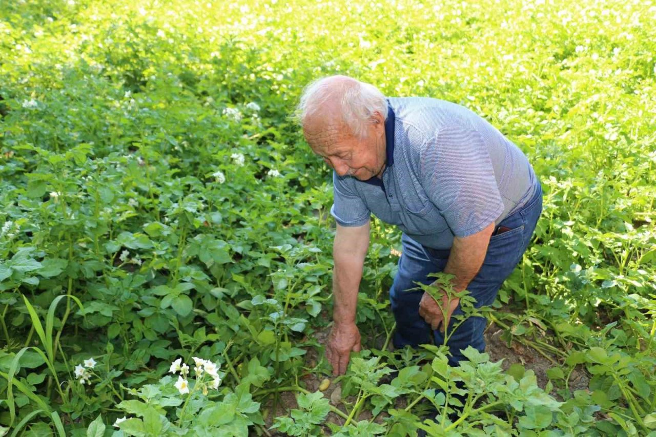 Erzincan’da patates üretimi devlet eliyle yaygınlaşıyor