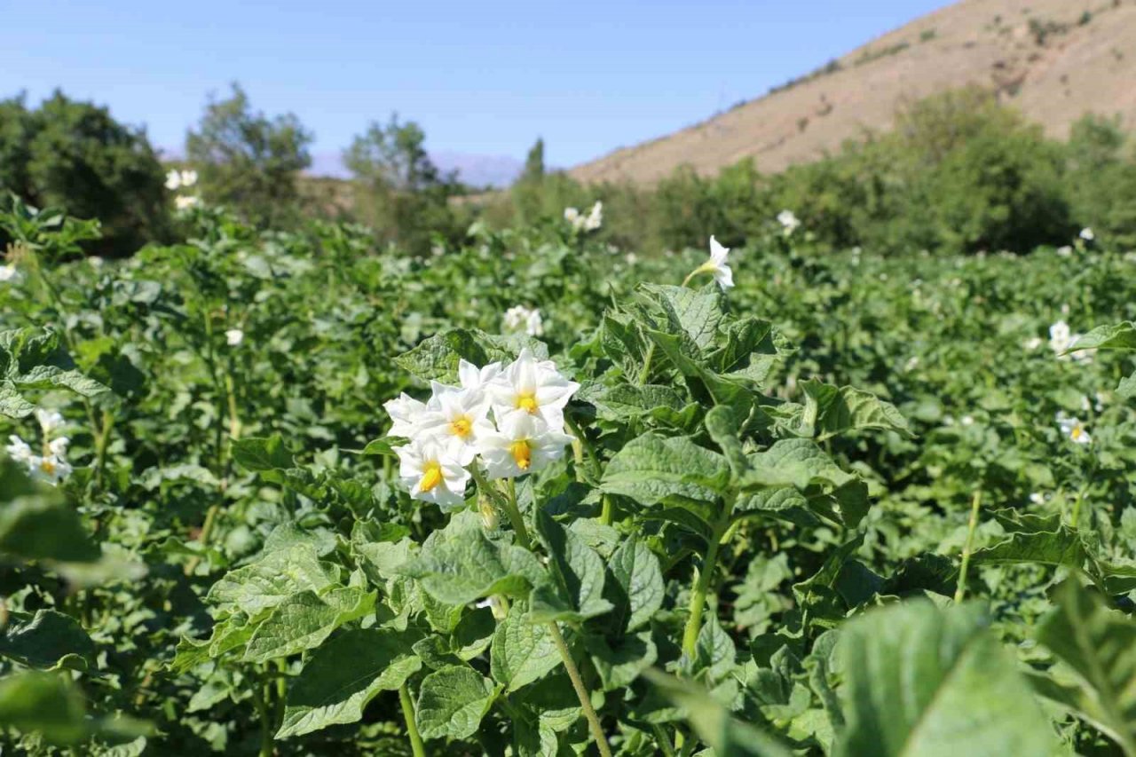 Erzincan’da patates üretimi devlet eliyle yaygınlaşıyor
