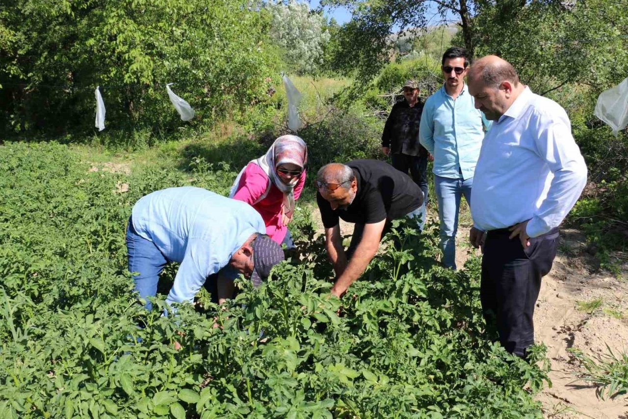 Erzincan’da patates üretimi devlet eliyle yaygınlaşıyor