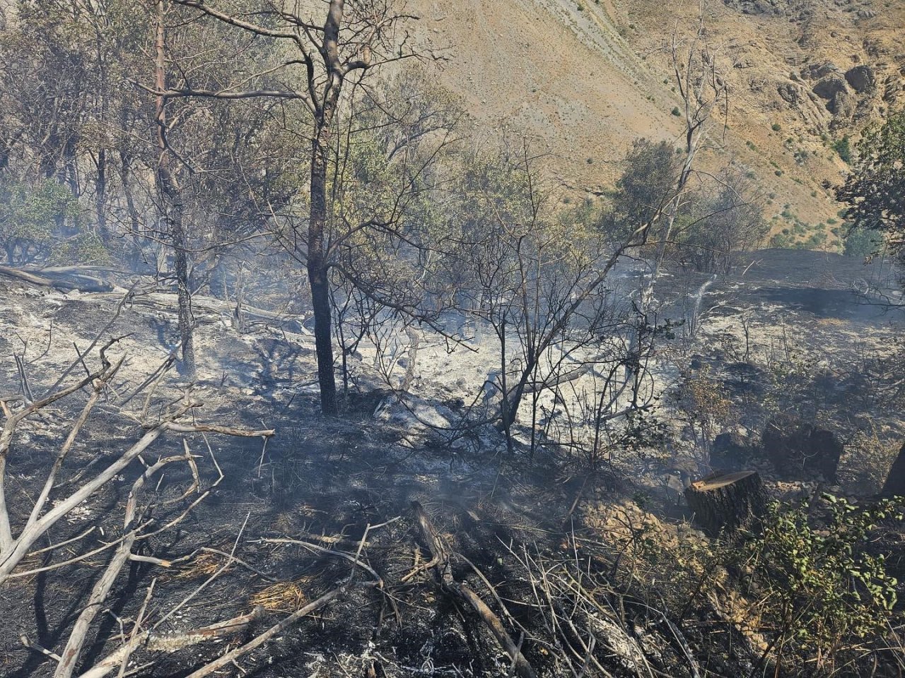 Kemaliye’de çıkan ot yangını büyümeden söndürüldü