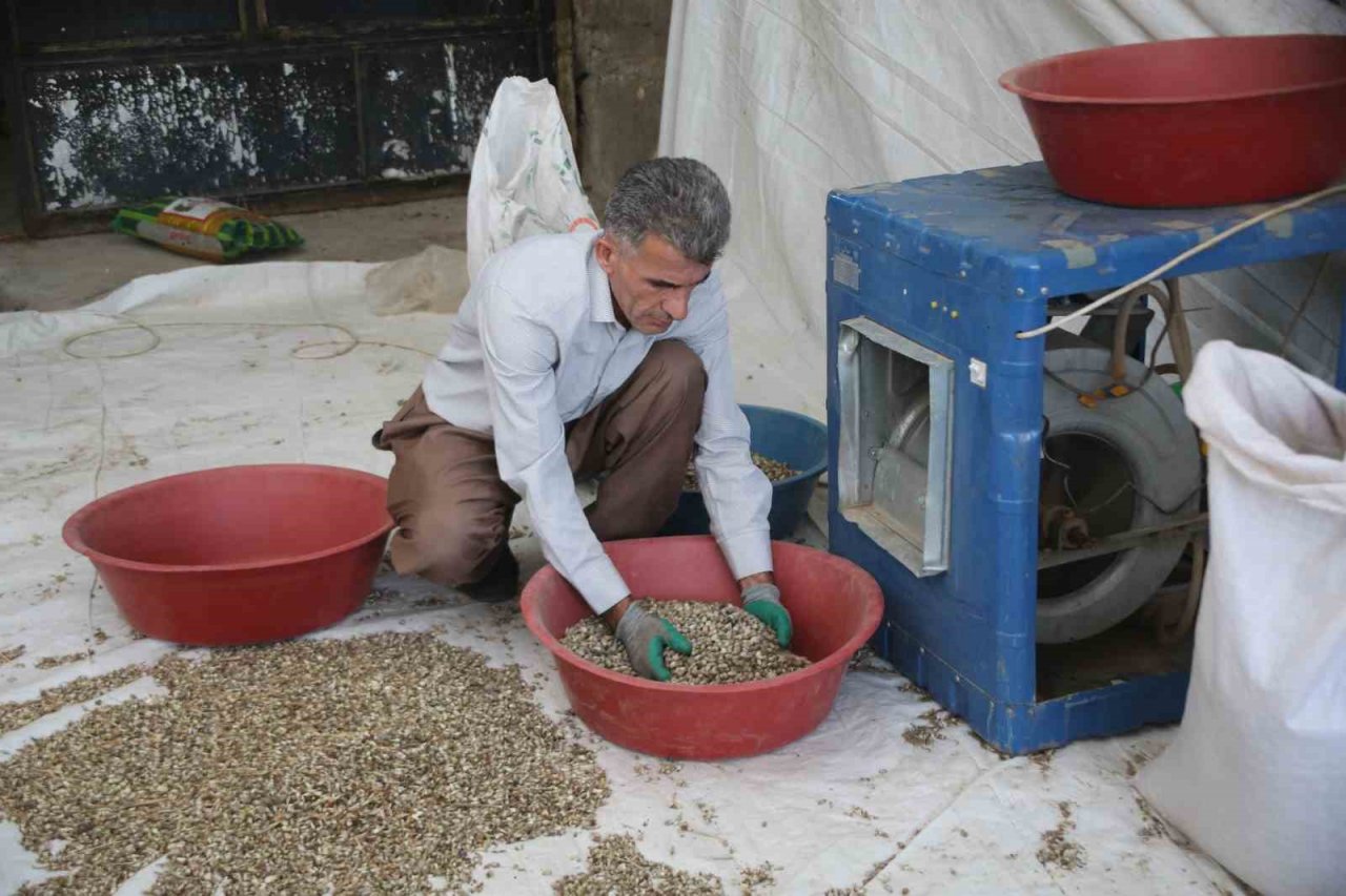 Kenger bitkisinden kentin ekonomisine 2 milyon dolar katkı