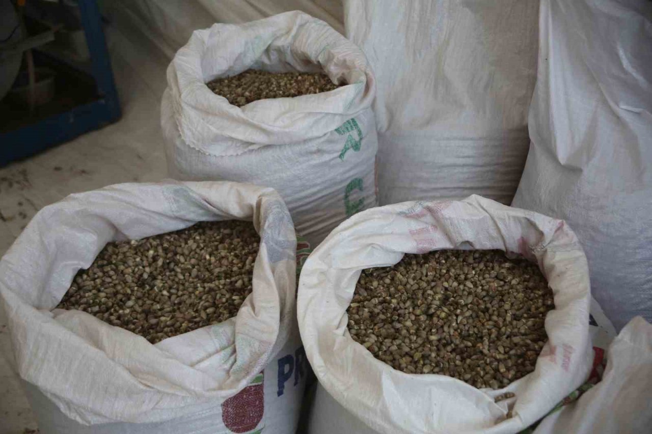 Kenger bitkisinden kentin ekonomisine 2 milyon dolar katkı