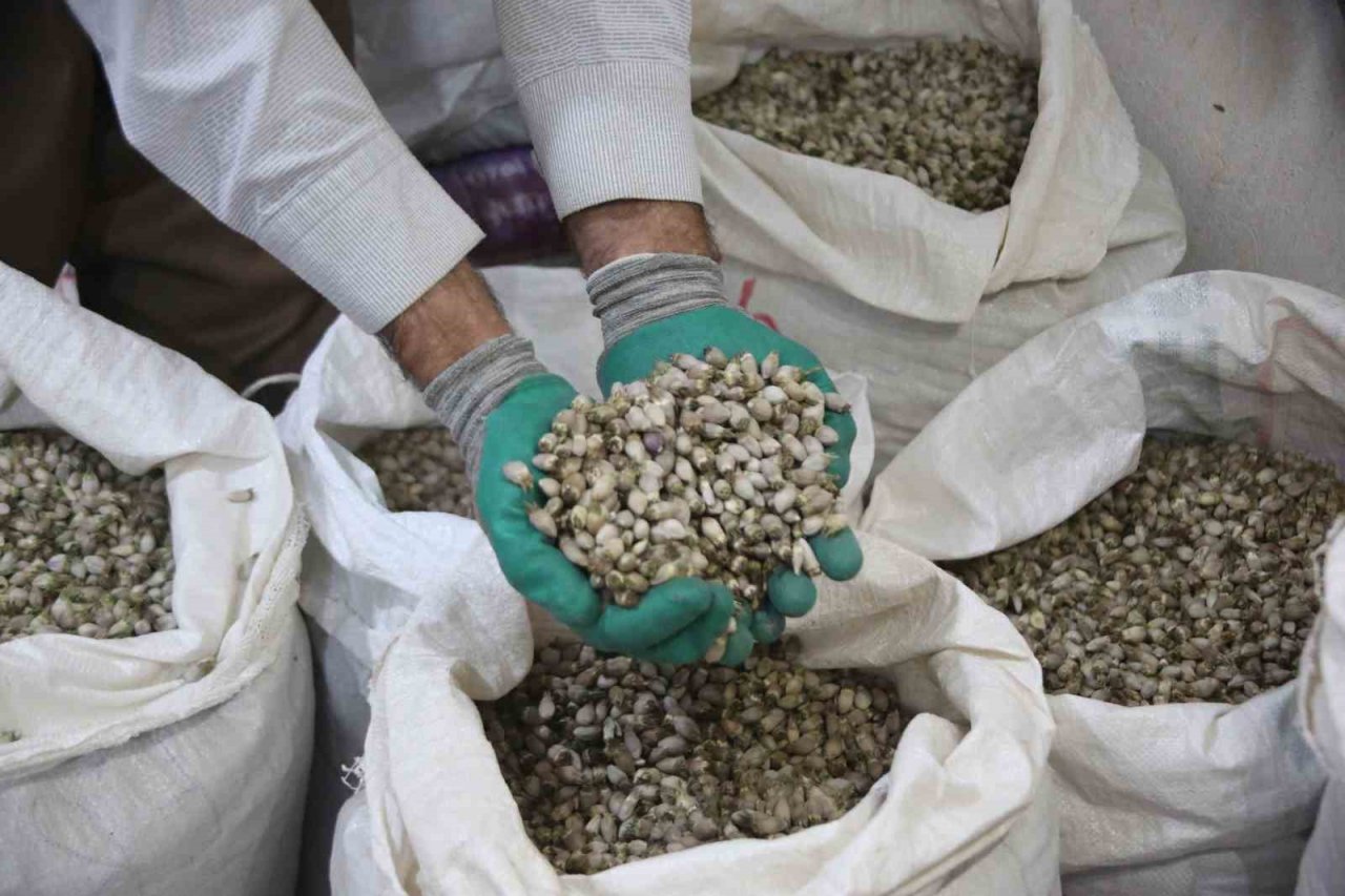 Kenger bitkisinden kentin ekonomisine 2 milyon dolar katkı