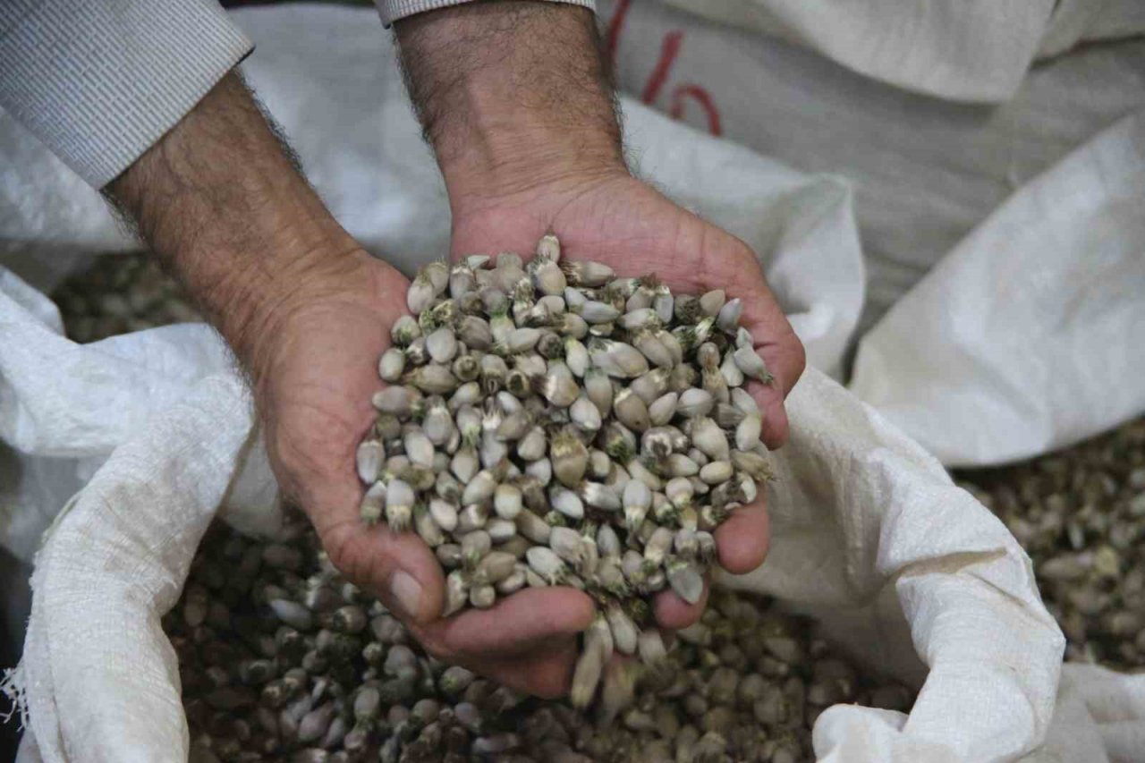 Kenger bitkisinden kentin ekonomisine 2 milyon dolar katkı