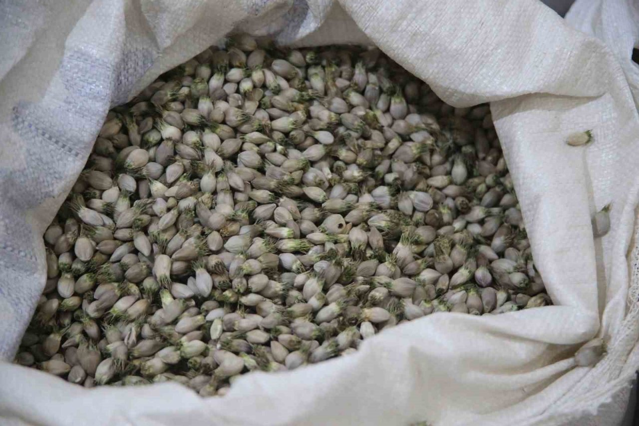 Kenger bitkisinden kentin ekonomisine 2 milyon dolar katkı