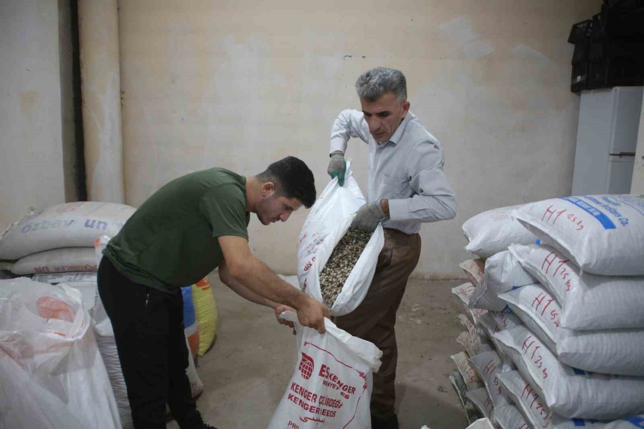 Kenger bitkisinden kentin ekonomisine 2 milyon dolar katkı