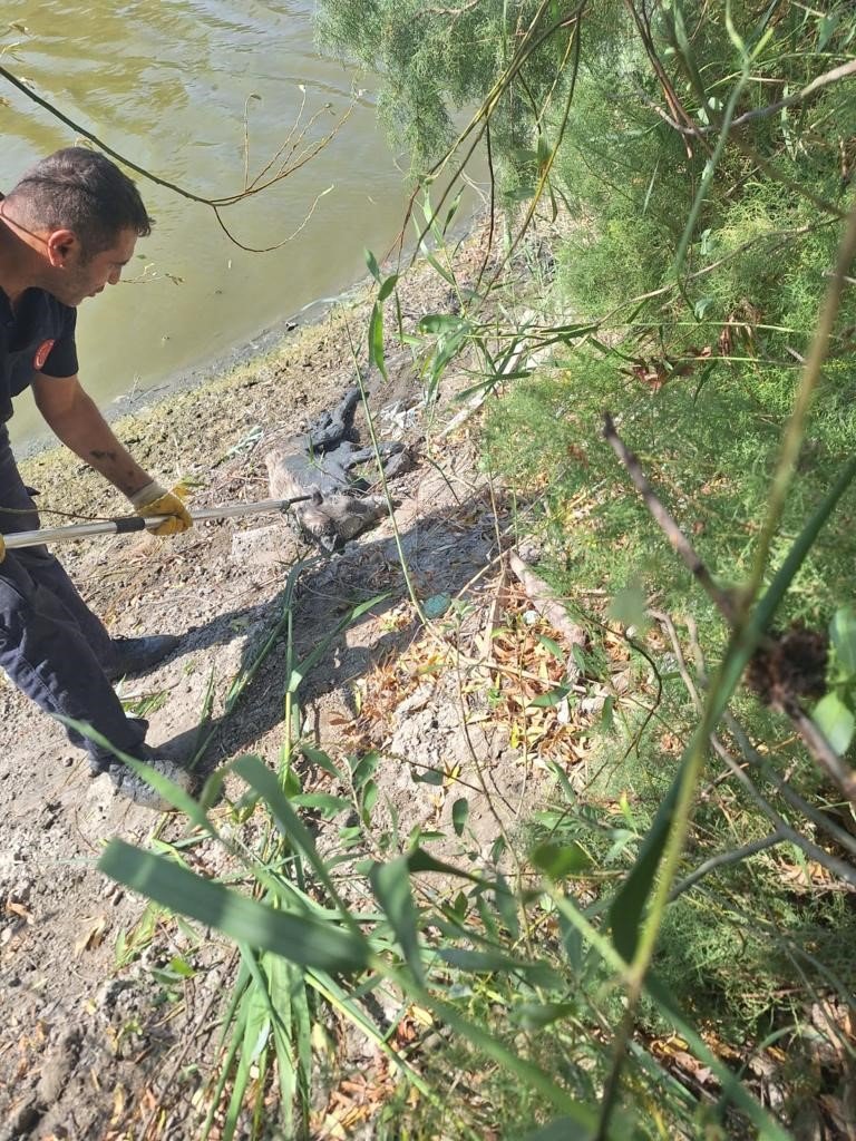 Bataklığa saplanan köpeği itfaiye kurtardı