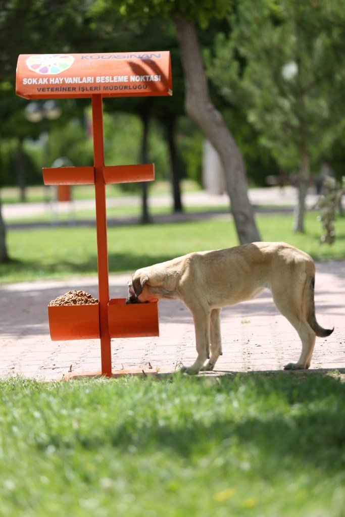 Kocasinan’dan sıcak havada sokak hayvanlarına su ve mama takviyesi