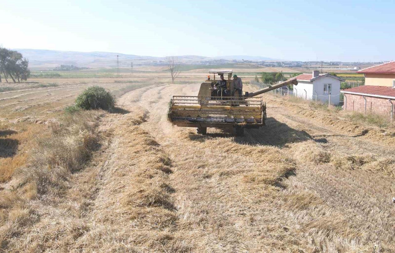 Çorum’da çiftçilere ata tohumu dağıtılacak