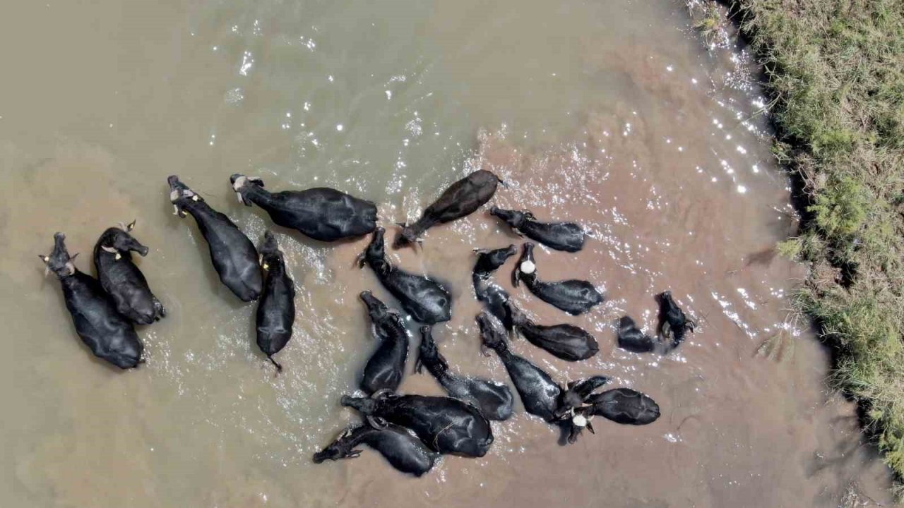 Sivas’taki bu görüntüler Serengeti’yi aratmıyor