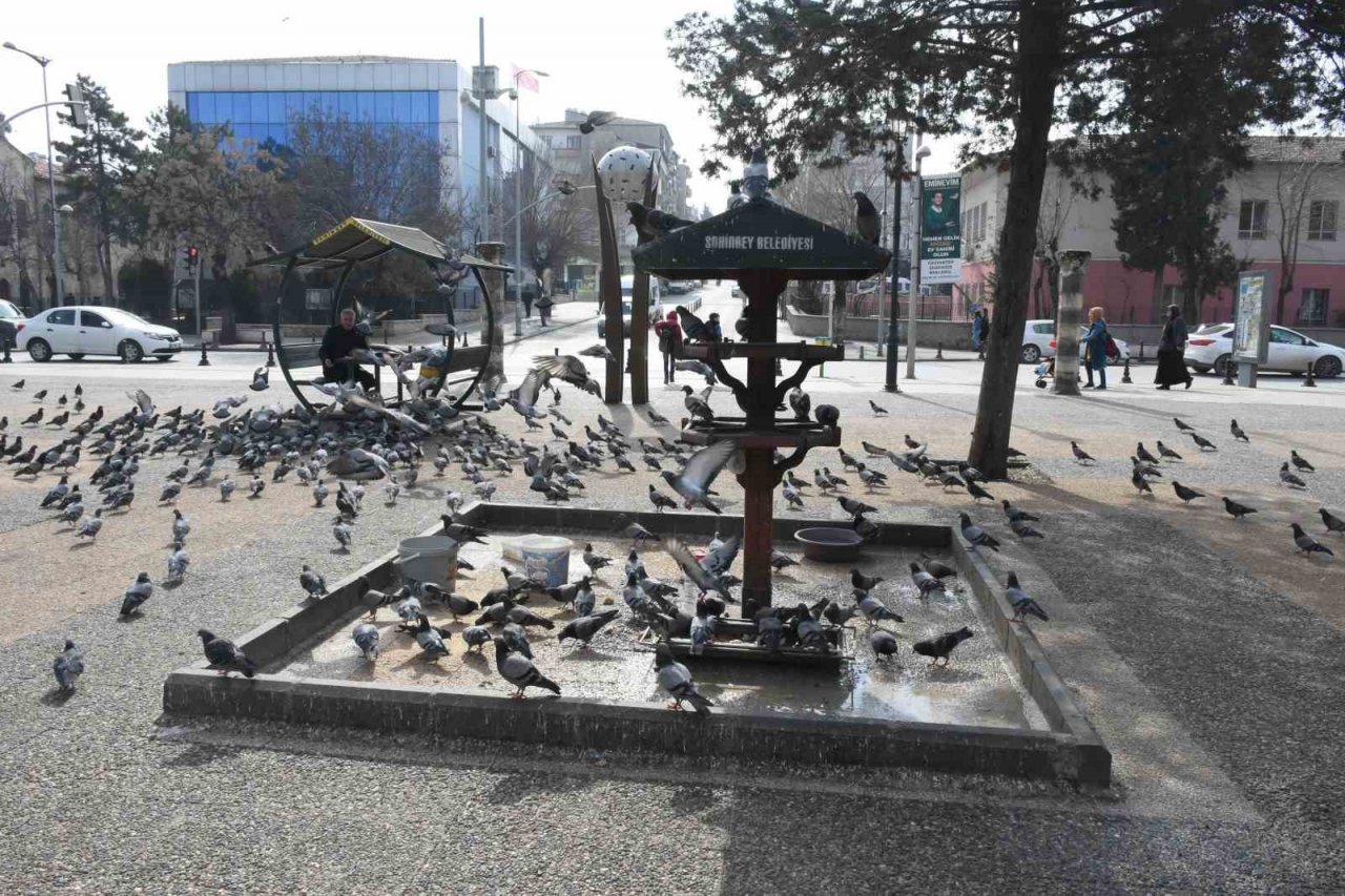 Sokak hayvanları için su çağrısı