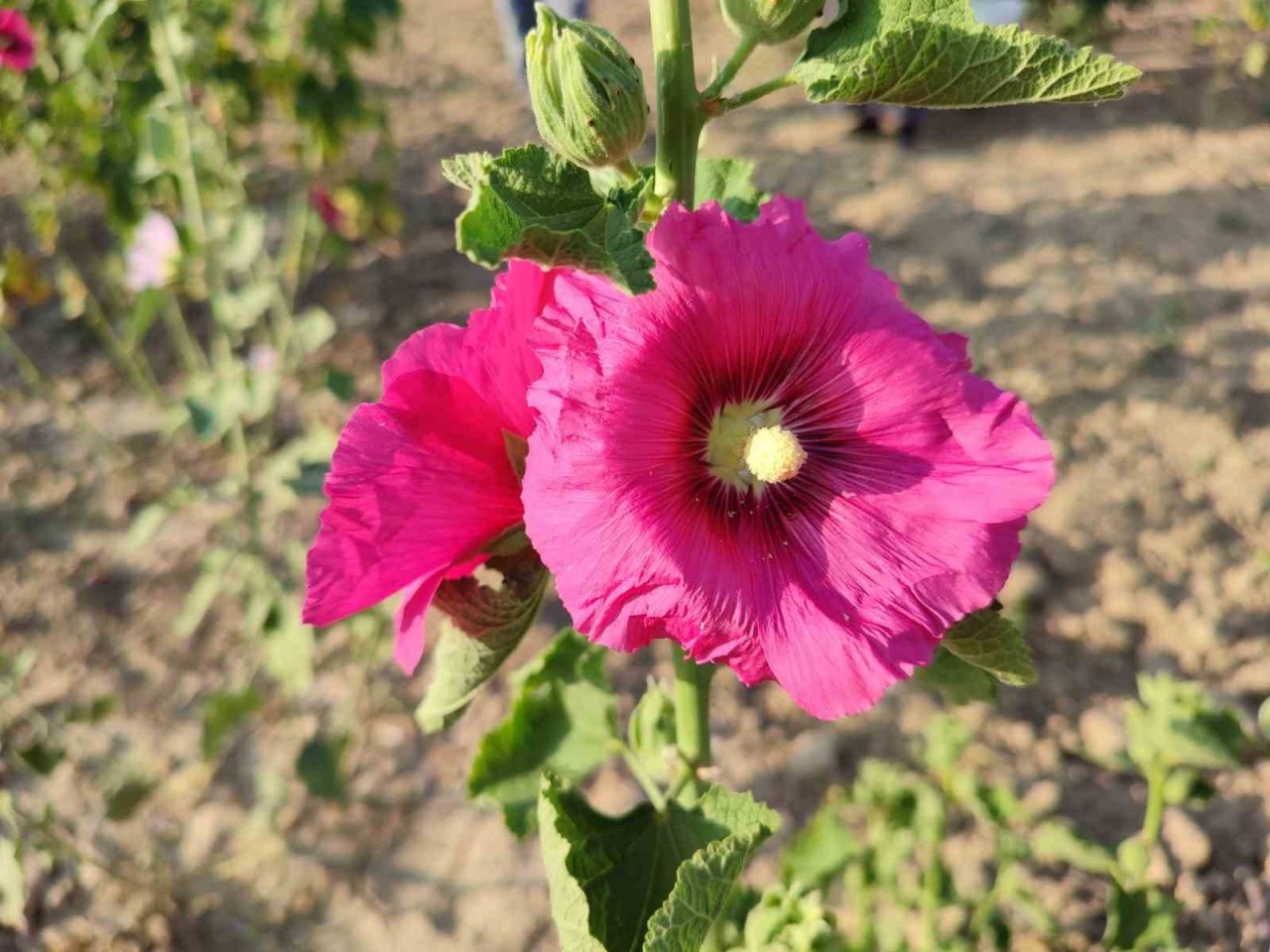 Deve gülü ekmek kapısı oldu