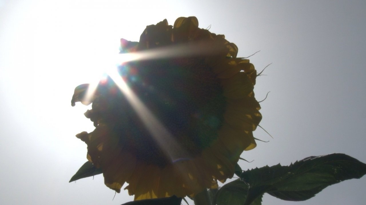 Kahramankazan ovasında ayçiçeği tarlaları sarının her tonuyla güneşi kıskandırıyor
