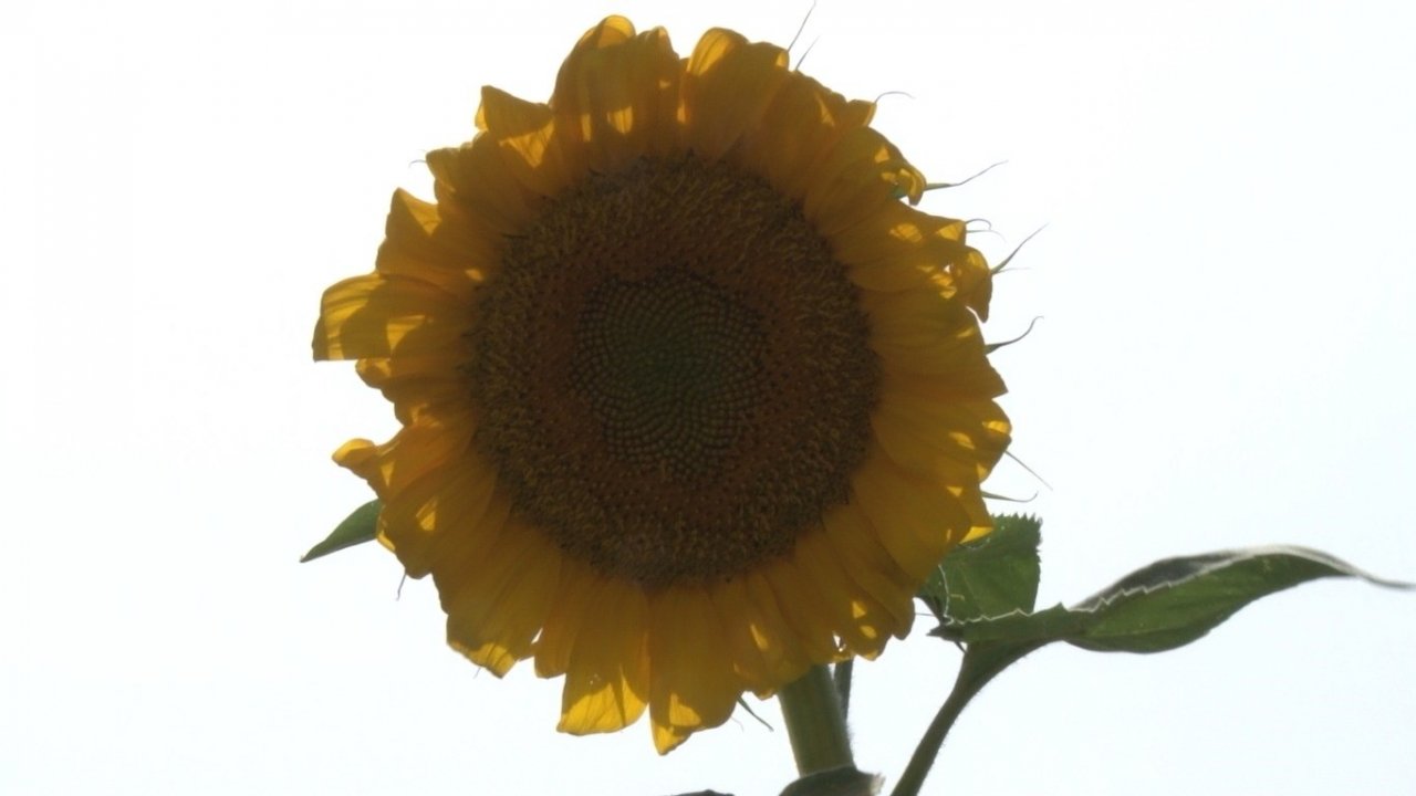 Kahramankazan ovasında ayçiçeği tarlaları sarının her tonuyla güneşi kıskandırıyor