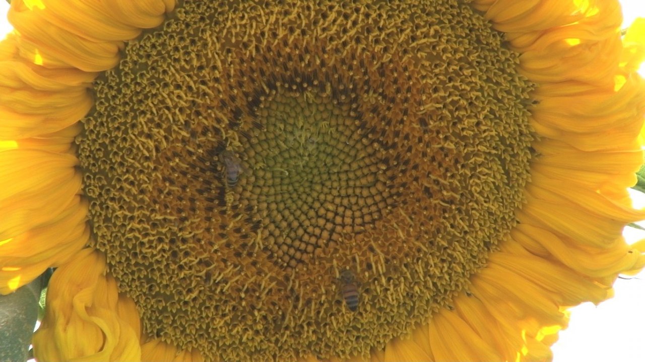 Kahramankazan ovasında ayçiçeği tarlaları sarının her tonuyla güneşi kıskandırıyor