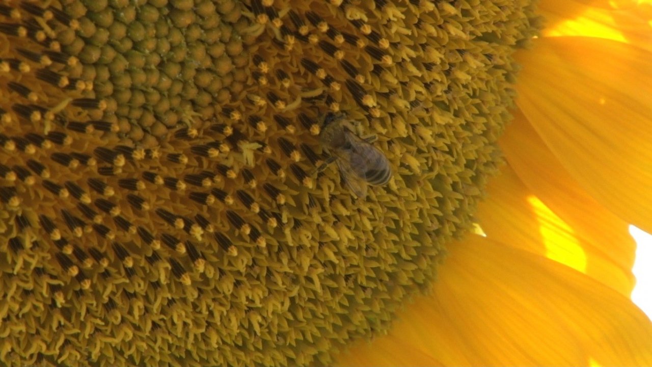 Kahramankazan ovasında ayçiçeği tarlaları sarının her tonuyla güneşi kıskandırıyor