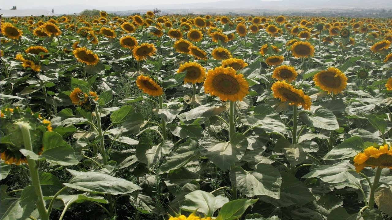 Kahramankazan ovasında ayçiçeği tarlaları sarının her tonuyla güneşi kıskandırıyor