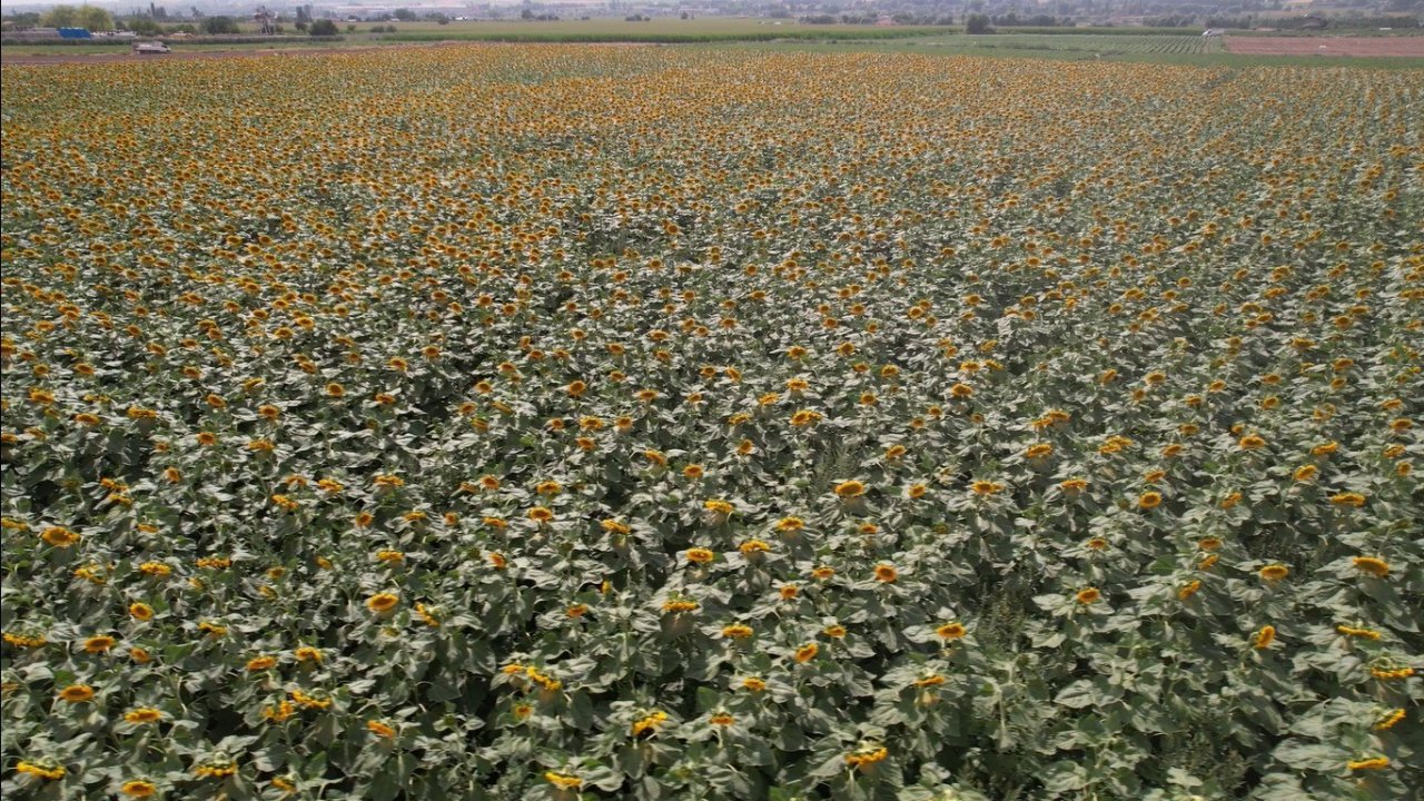 Kahramankazan ovasında ayçiçeği tarlaları sarının her tonuyla güneşi kıskandırıyor