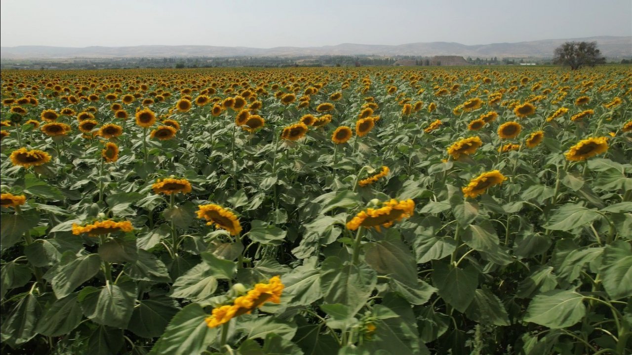 Kahramankazan ovasında ayçiçeği tarlaları sarının her tonuyla güneşi kıskandırıyor