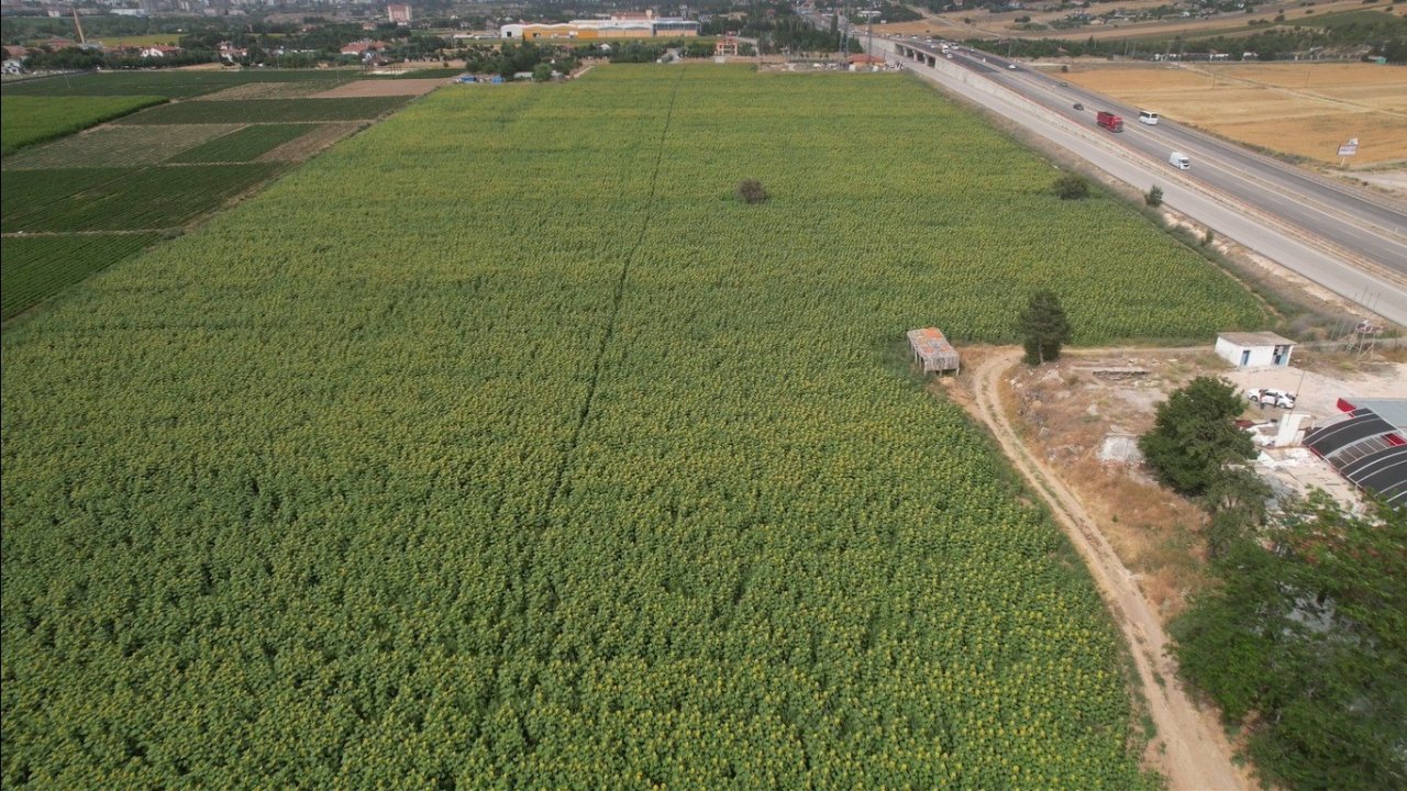 Kahramankazan ovasında ayçiçeği tarlaları sarının her tonuyla güneşi kıskandırıyor