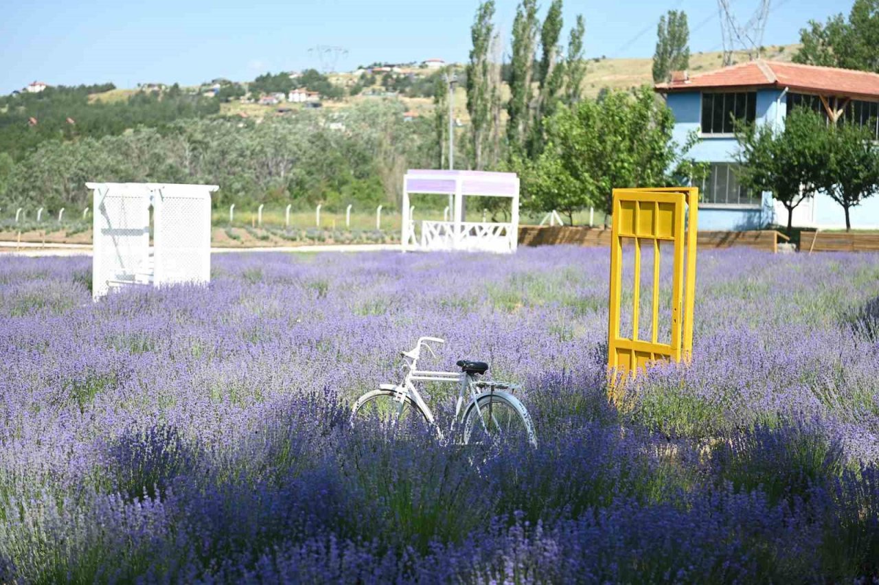 Çorum’daki lavanta bahçesinde hasat yapılacak