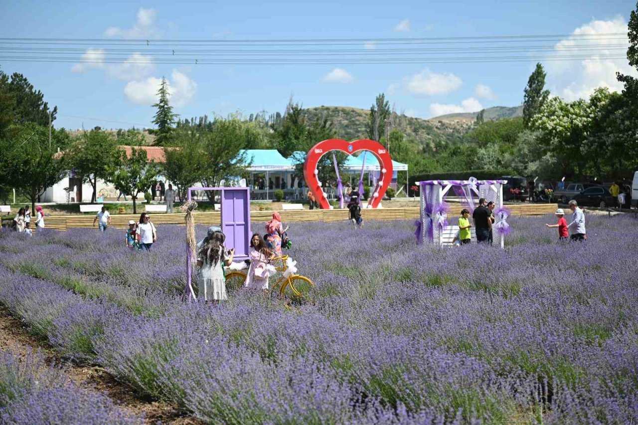 Çorum’daki lavanta bahçesinde hasat yapılacak