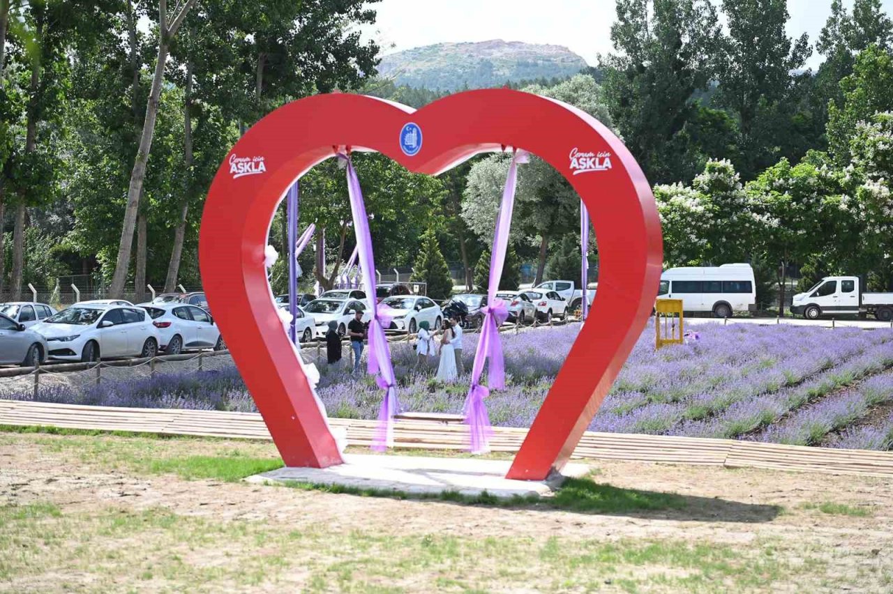 Çorum’daki lavanta bahçesinde hasat yapılacak