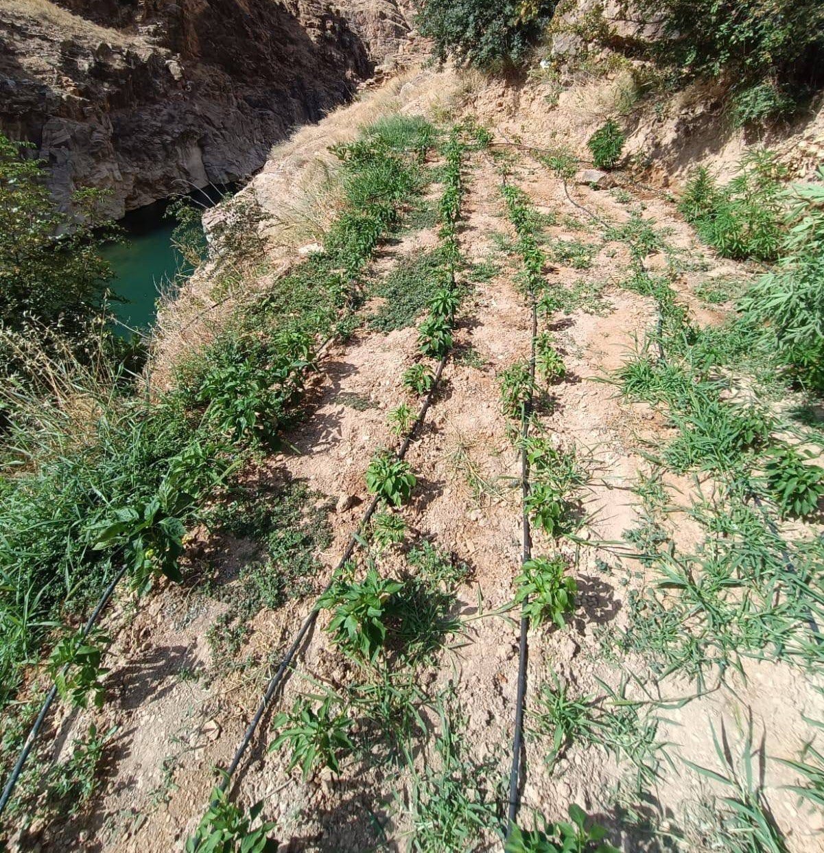 Damla sulama sistemiyle kenevir yetiştiren şüpheli suçüstü yakalandı