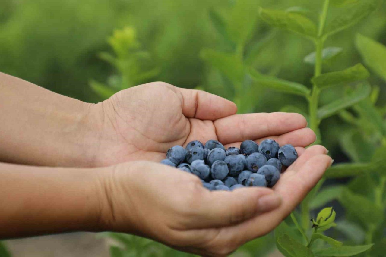 Jüri en iyi maviyemişi seçmekte zorlandı