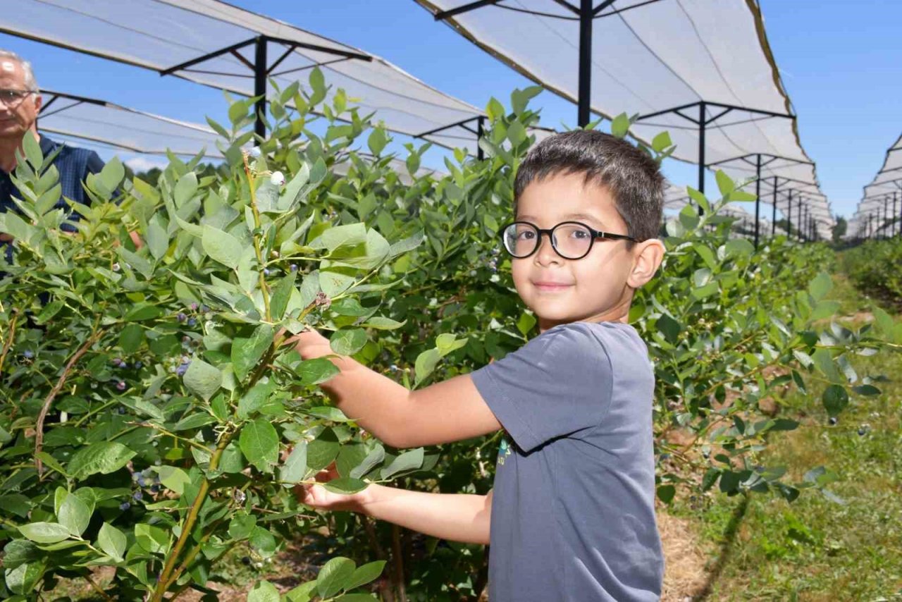 Jüri en iyi maviyemişi seçmekte zorlandı