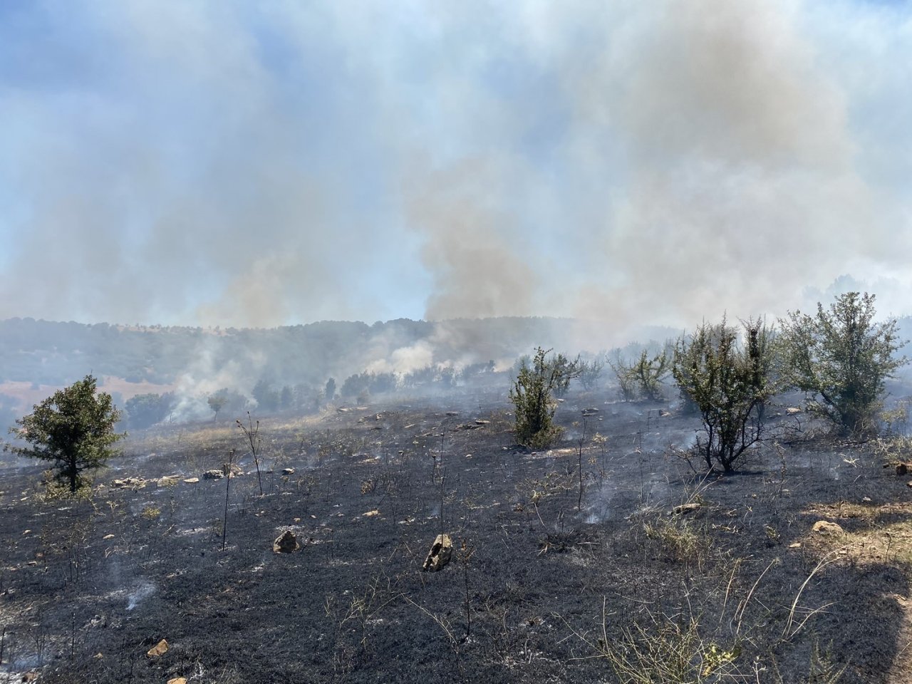 Manisa’da makilik alanda yangın