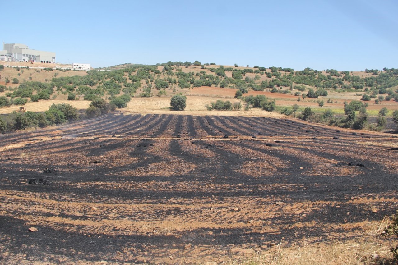 Manisa’da makilik alanda yangın