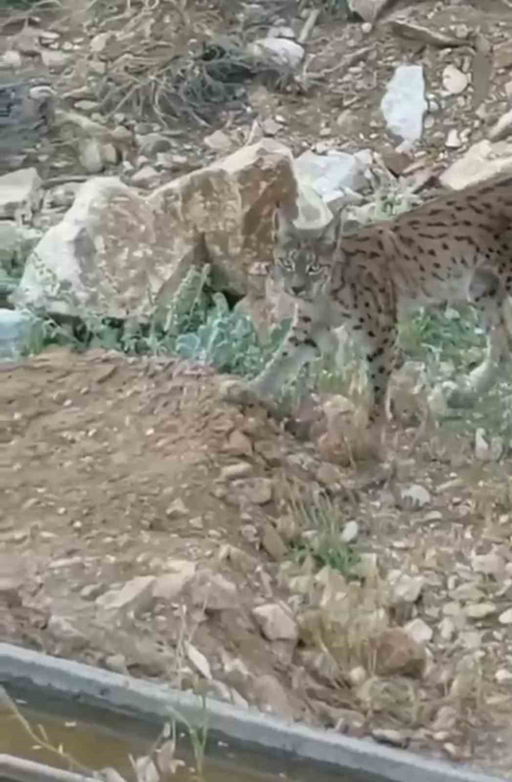Nesli tükenme tehlikesi altında olan vaşak kamerada