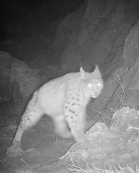 Nesli tükenme tehlikesi altında olan vaşak kamerada