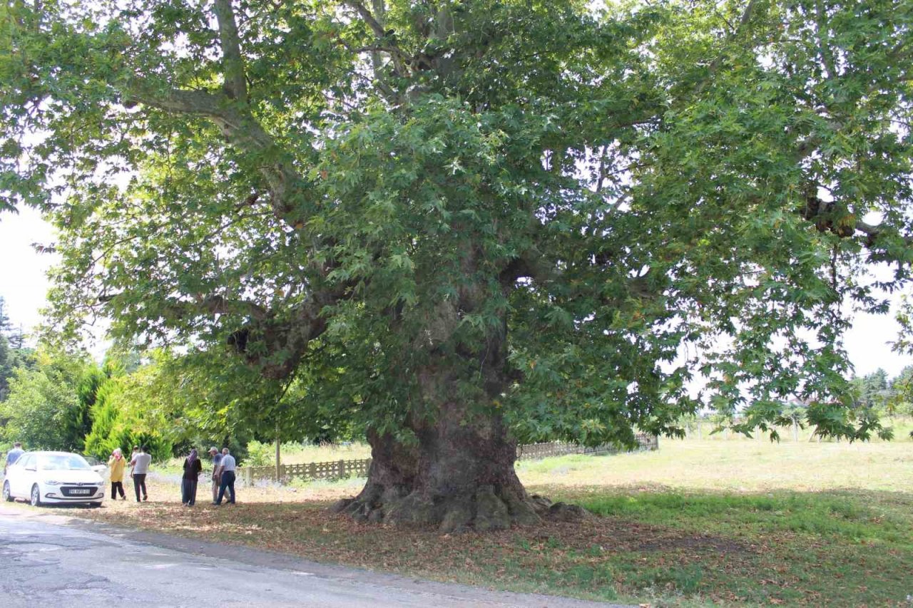700 yıldır dimdik ayakta