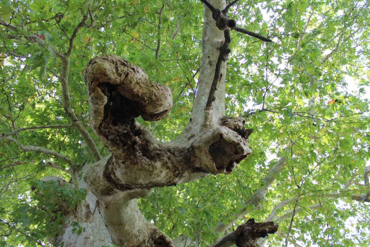 700 yıldır dimdik ayakta