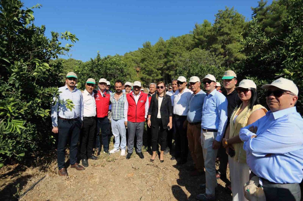 Muğla’da narenciye bahçelerine ‘Sinek’ tuzağı