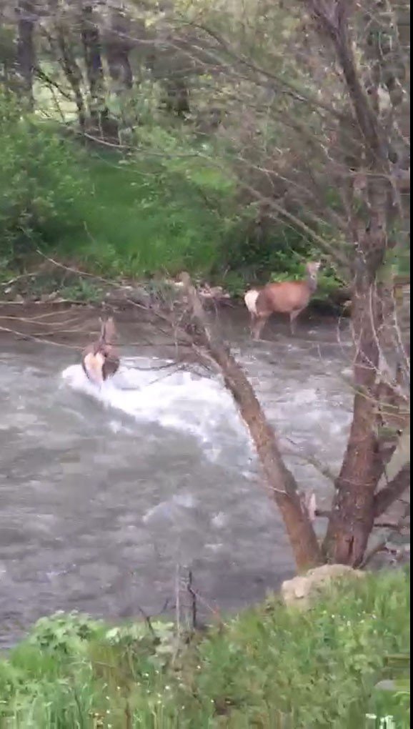 Kızıl geyiklerin nüfusu Alucra’da artmaya başladı