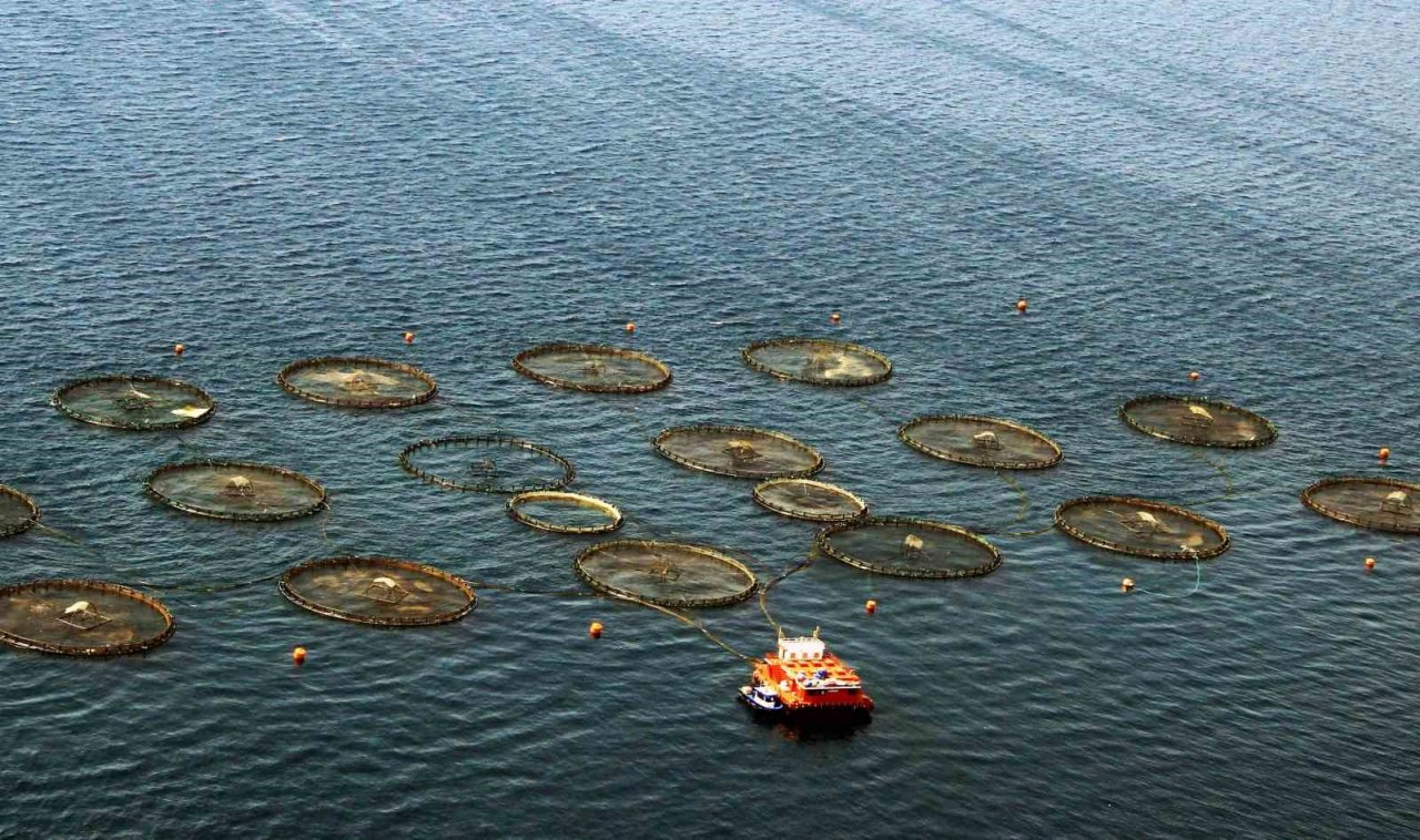 Su ürünleri ihracatında Muğla zirvede