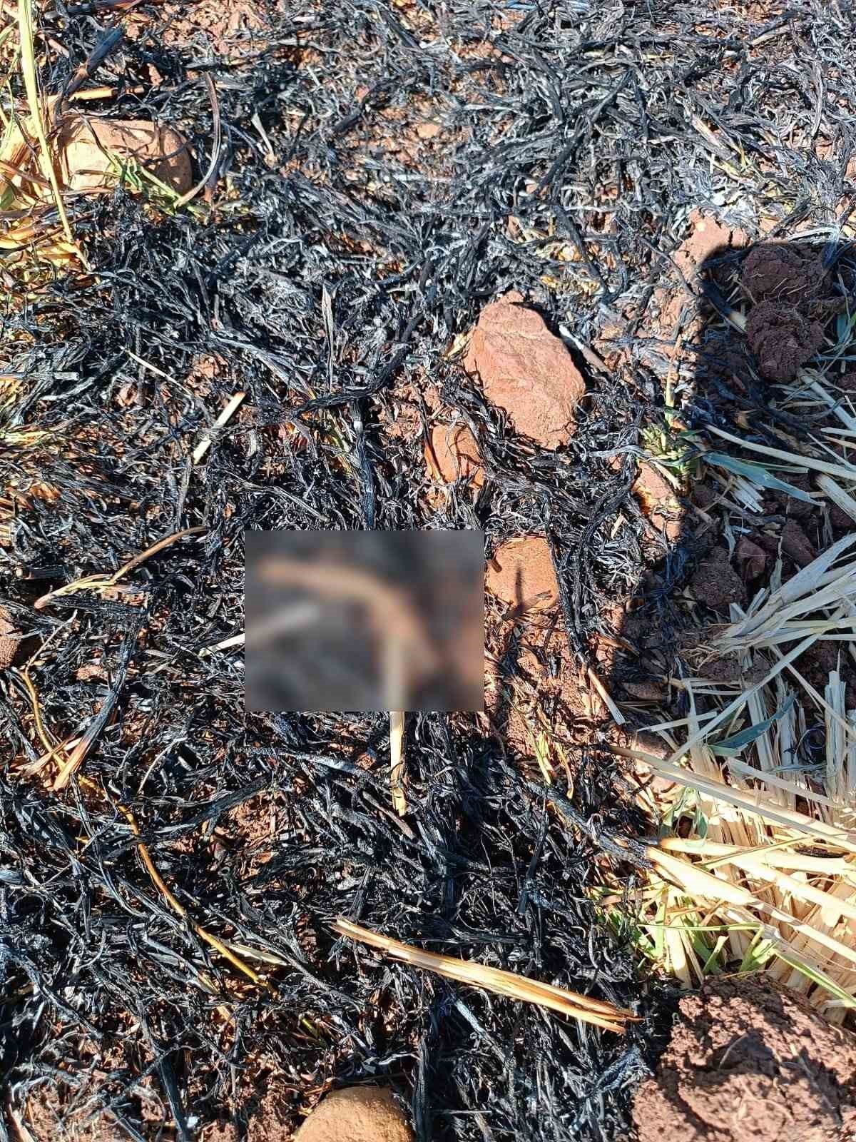 Adıyaman’da anız yangını