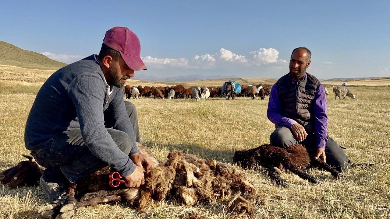 Ağrı’da koyun kırkma mesaisi başladı
