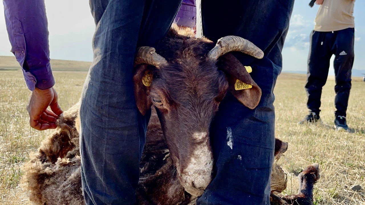Ağrı’da koyun kırkma mesaisi başladı