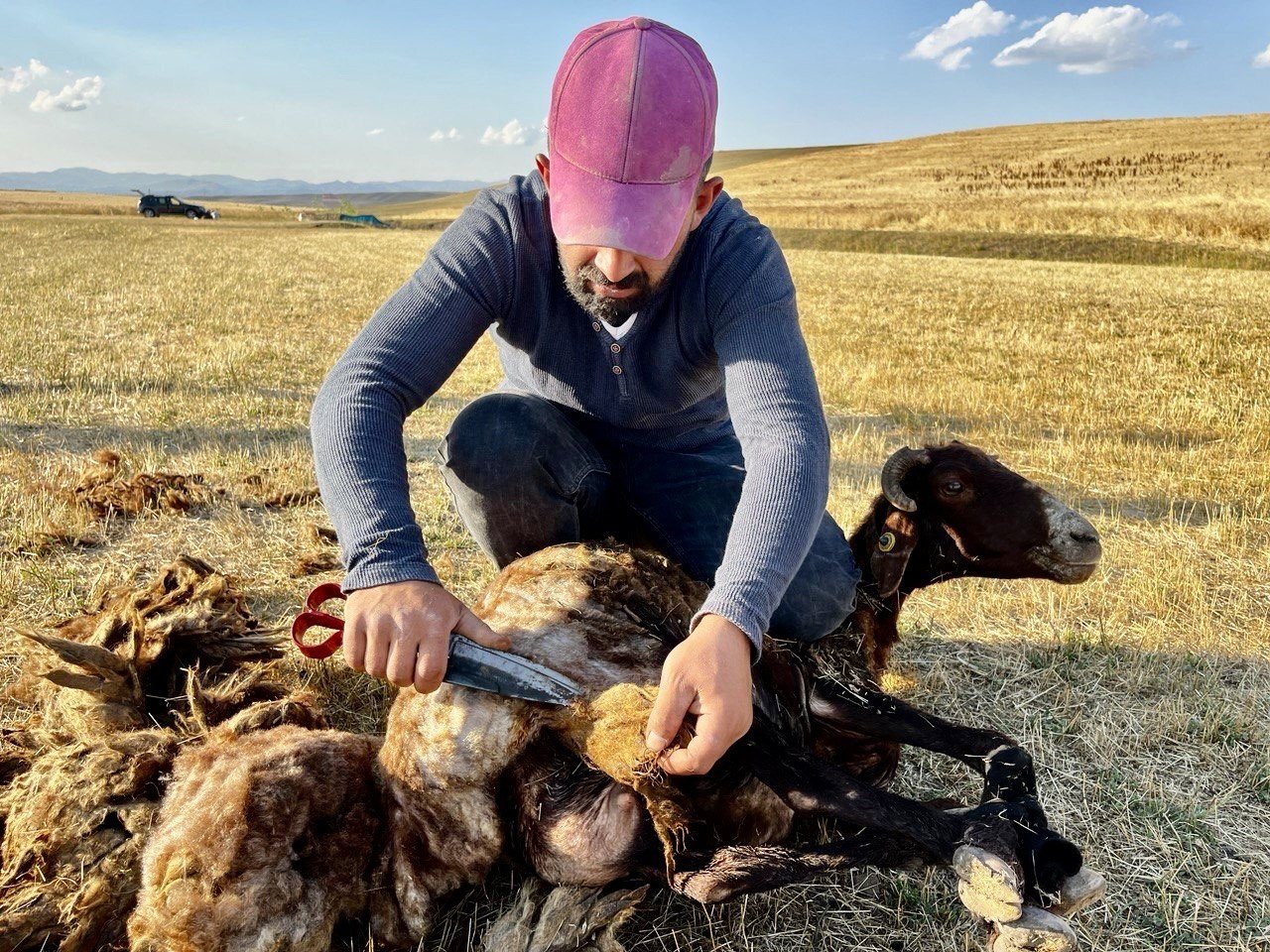 Ağrı’da koyun kırkma mesaisi başladı