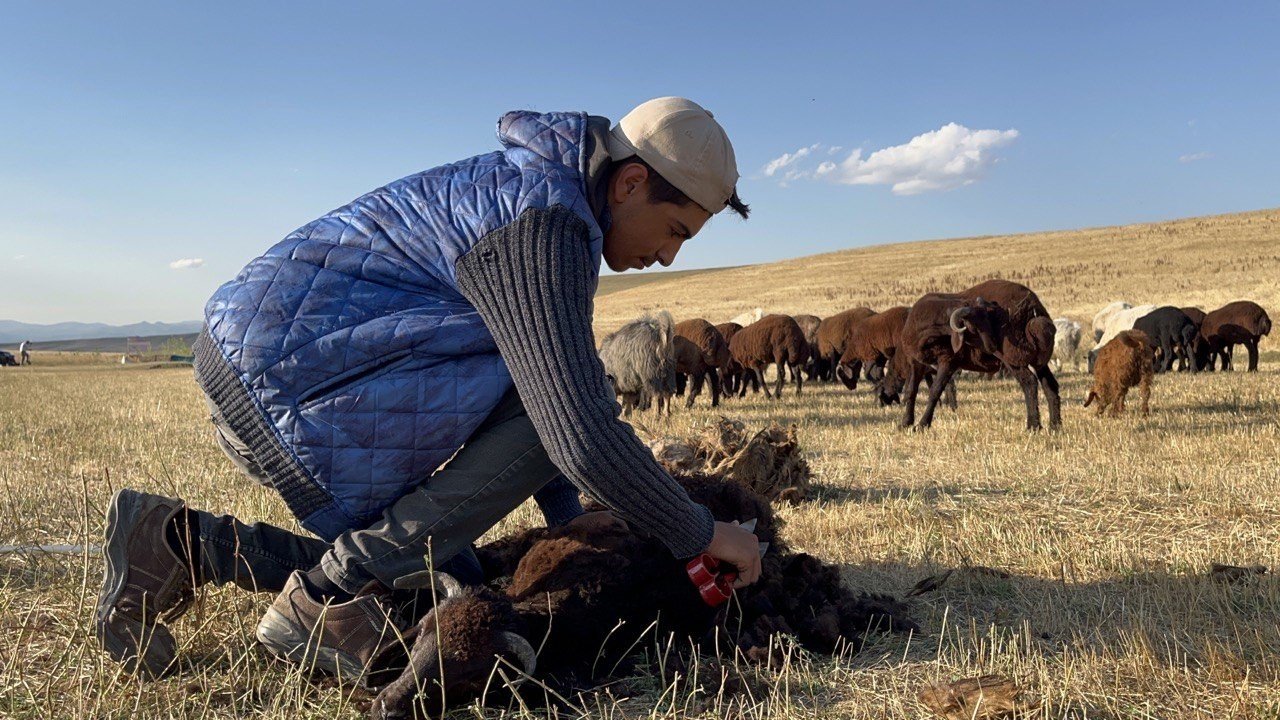 Ağrı’da koyun kırkma mesaisi başladı