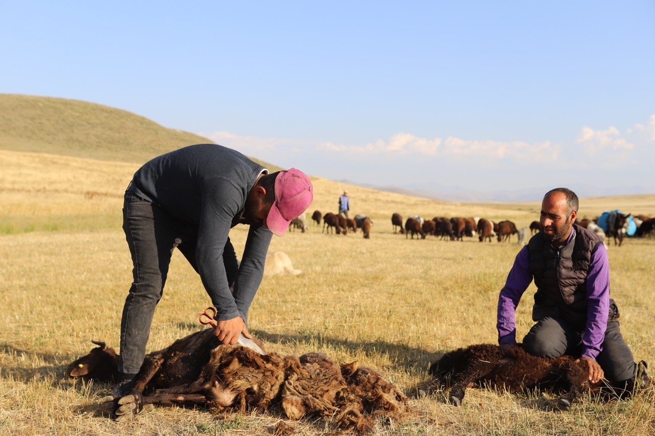 Ağrı’da koyun kırkma mesaisi başladı