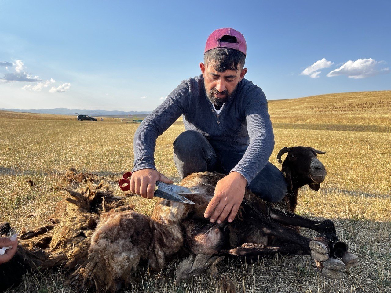 Ağrı’da koyun kırkma mesaisi başladı