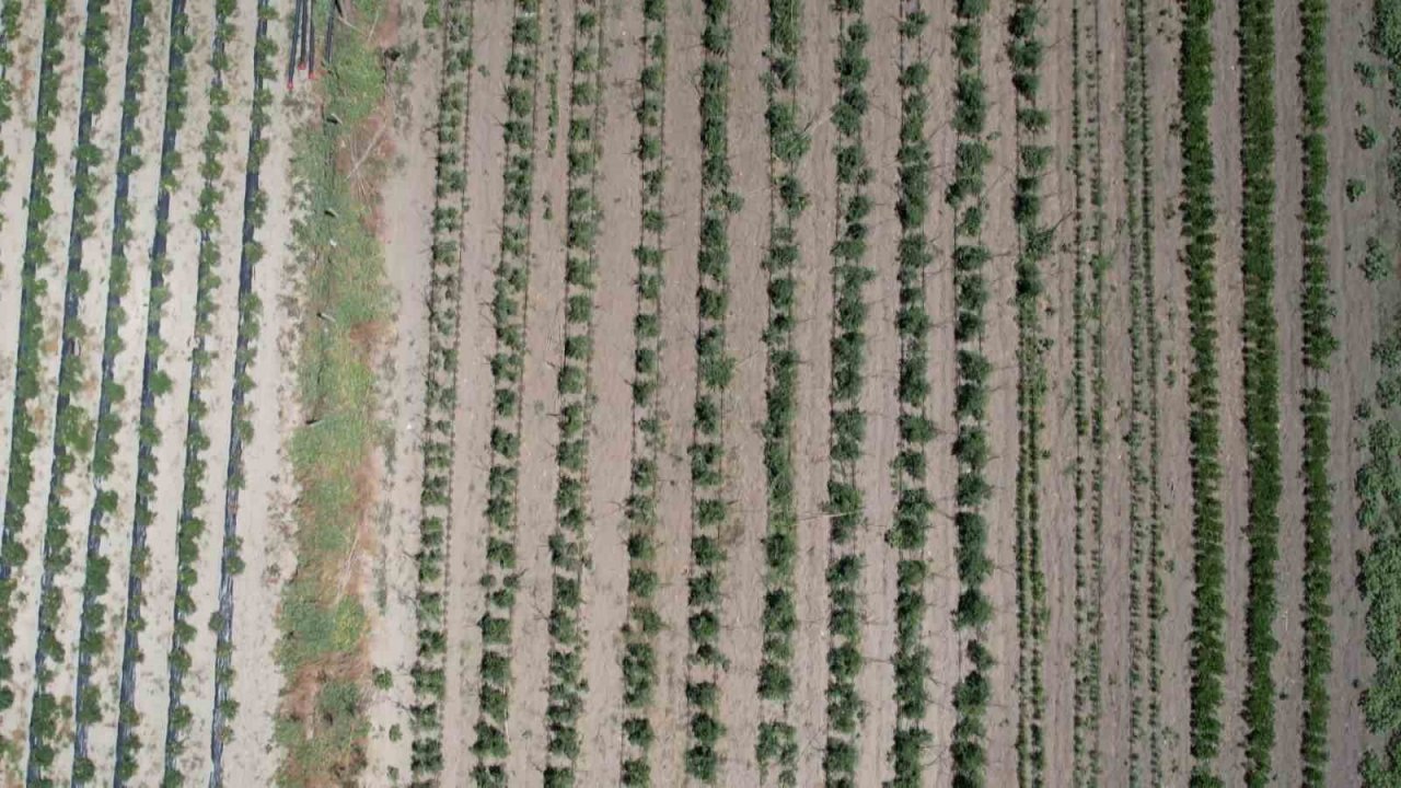 Arnavutköy’de bakanlık destekli projeye yoğun ilgi: Kadınlar yetiştiriyor, vatandaş topluyor