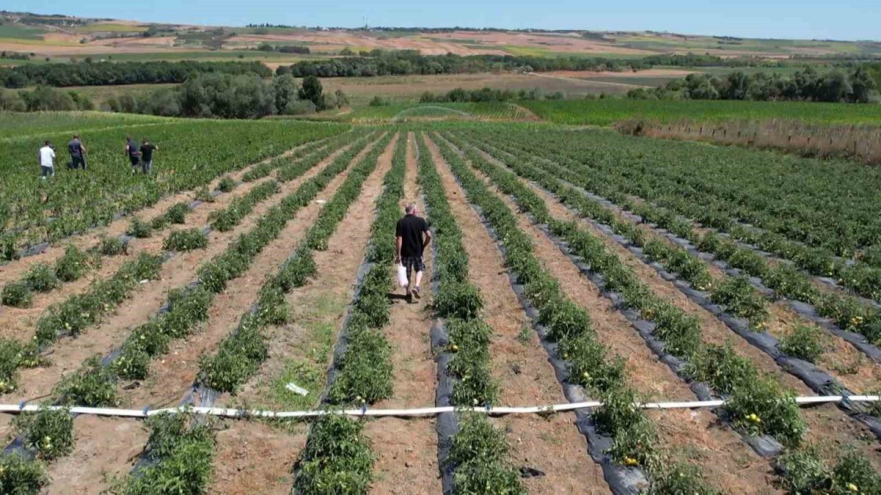 Arnavutköy’de bakanlık destekli projeye yoğun ilgi: Kadınlar yetiştiriyor, vatandaş topluyor