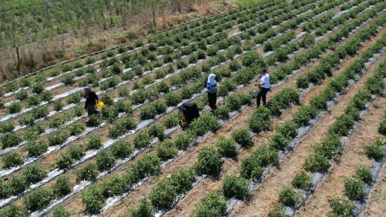 Arnavutköy’de bakanlık destekli projeye yoğun ilgi: Kadınlar yetiştiriyor, vatandaş topluyor